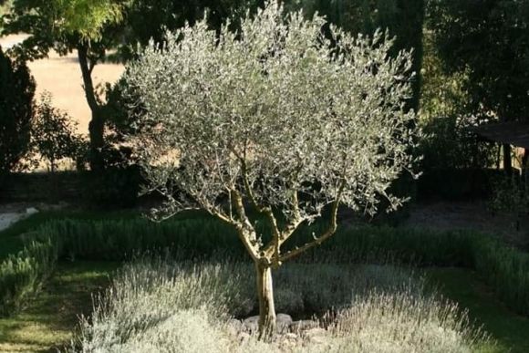 
Avis de Consultation N° 03/2024


Réalisation des travaux de taille et de traitement phytosanitaire des arbres d’oliviers dans les espaces verts des parcs urbains Nahli, Mourouj et Farhat Hached Radès.


